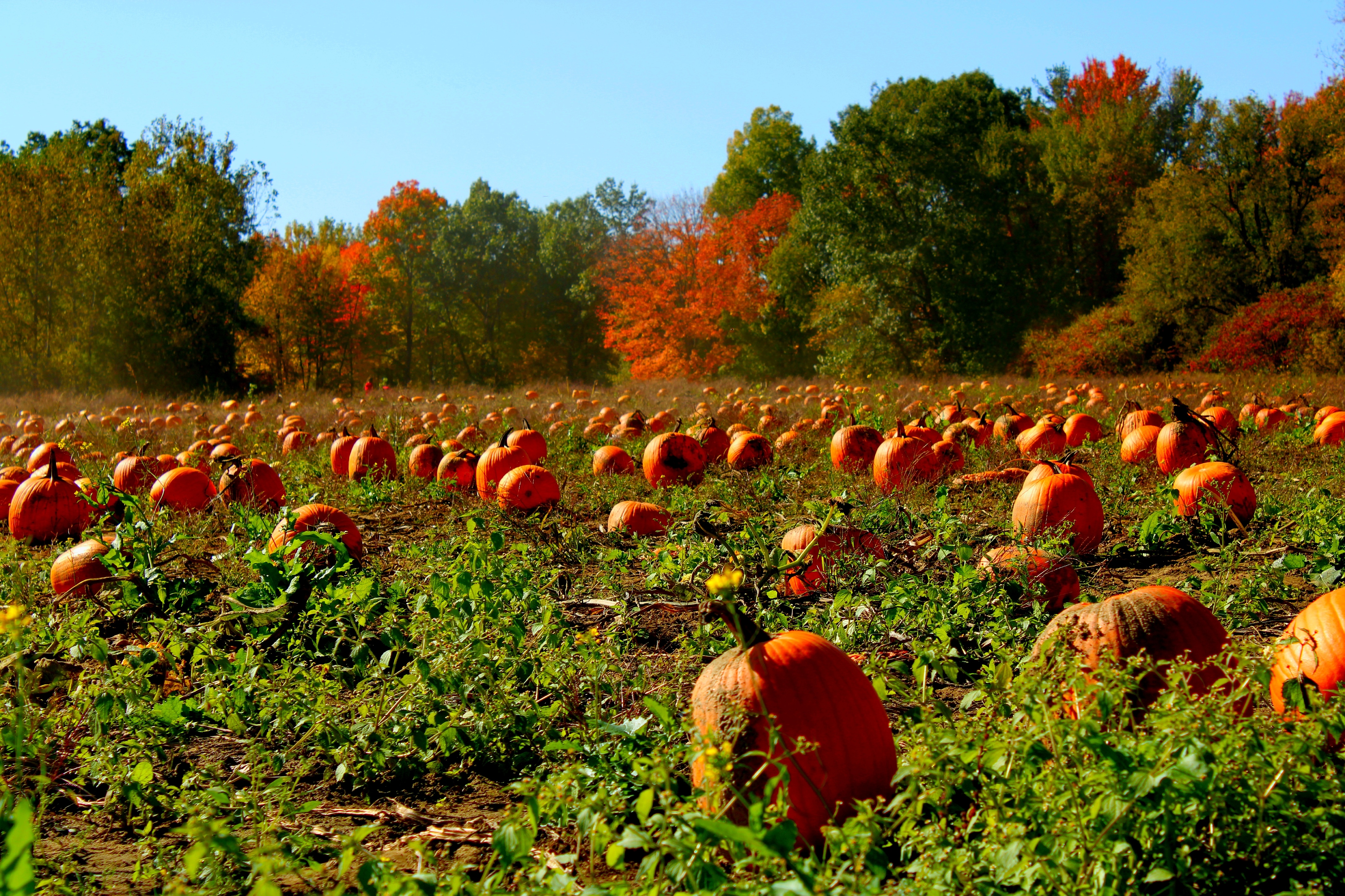 pumpkins